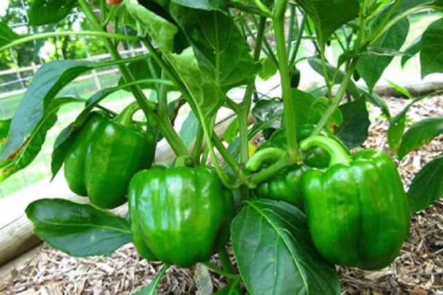 20 HẠT GIỐNG ỚT NGỌT XANH F1 ( Super Green )