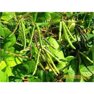 Đậu đen xanh lòng Bịch 500 G