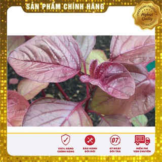 Hạt giống rau dền đỏ cao sản dễ trồng