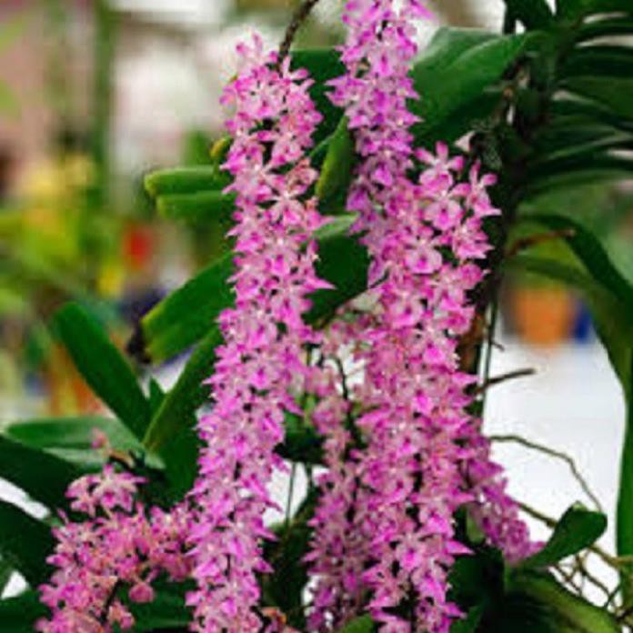 Hoa lan giáng thu (cây  cao 40cm,bộ rễ khỏe)