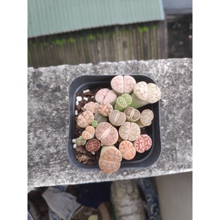 sen thạch lan , sen mông , Lithops 1 năm tuổi