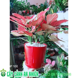 Chậu Cây Vạn Lộc Hồng Lớn