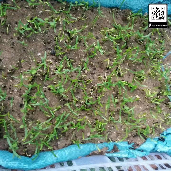 Hạt giống sương sâm lông rừng