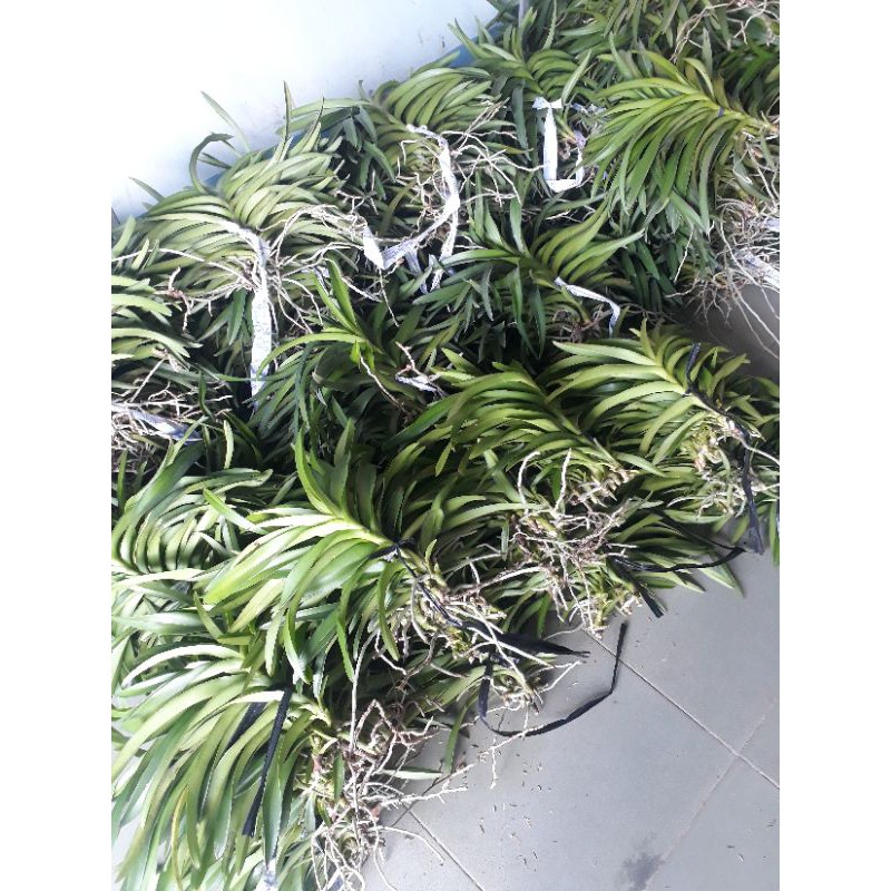 Combo 6 Cây Lan Mokara màu Vàng,Hồng,Tím,Cam,Đỏ,Trắng cao 20-30cm