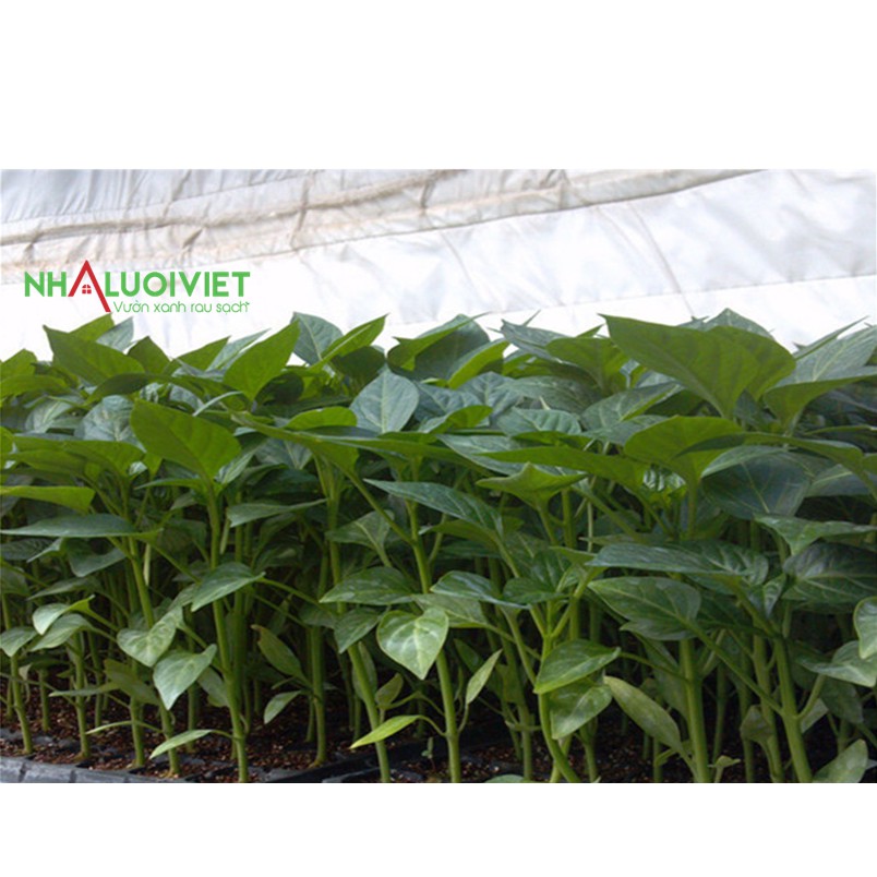 Khay nhựa ươm hạt / vỉ ươm hạt 104 lỗ