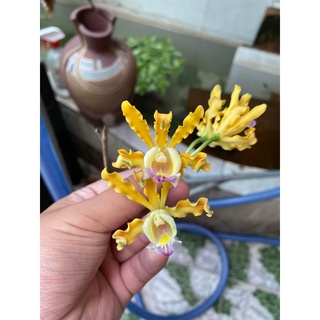 HOA LAN ỐNG ĐIẾU