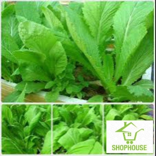 shophouse Gói 20 gr hạt giống rau cải mơ ( cải canh)  SHOP HOUSE  TẾT KHUYẾN MẠI