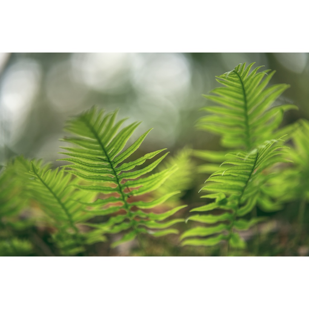 Ống kính máy ảnh Samyang 85mm f1.4 MF for 4/3  - HKGs