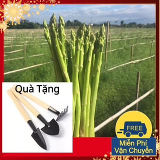 Hạt Giống Măng Tây Xanh F1 Tặng Bộ Dụng Cụ Mini Trồng Cây Tặng Bộ Dụng Cụ Mini Trồng Cây
