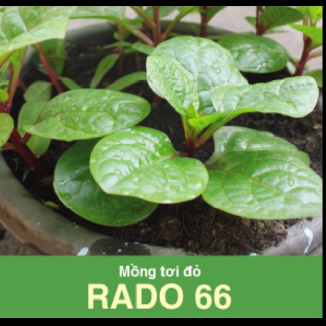 500gr Hạt Giống Mồng Tơi Đỏ 66