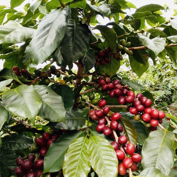 Cà Phê Arabica Cầu Đất Dalat Farm - Hộp 250Gr (Dạng bột)