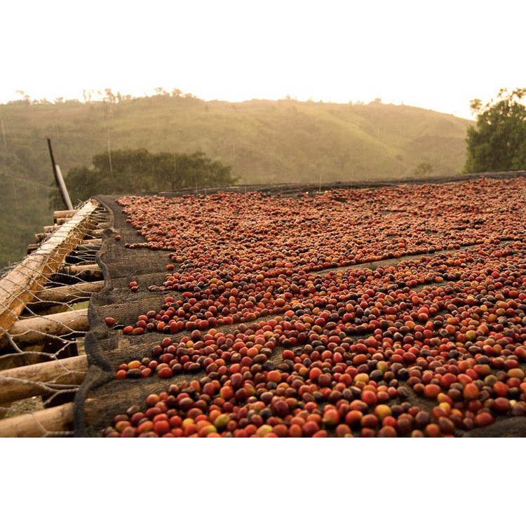 Cà phê Robusta Sẻ Di Linh [500g/ túi] - 100% Cà phê hạt rang mộc nguyên chất  - TBCAFE