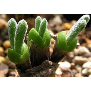 Hạt giống cây tai thỏ f1
