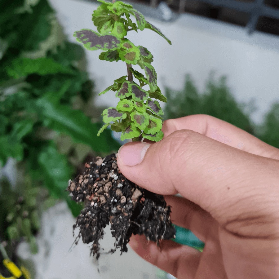 Rêu than bùn peatmoss, Peatman-đất trồng và ươm cây tốt nhất châu  Âu - túi 1kg