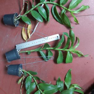 Phi điệp den mento