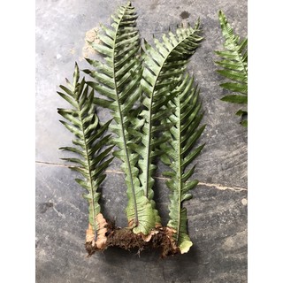 Tắc kè đá trang trí nhà cửa