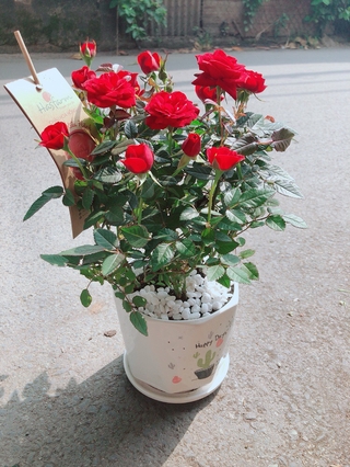 Chậu Cây Hoa Hồng Đỏ