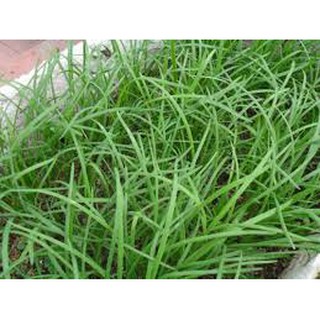 hạt giống rau hẹ gói 5gr