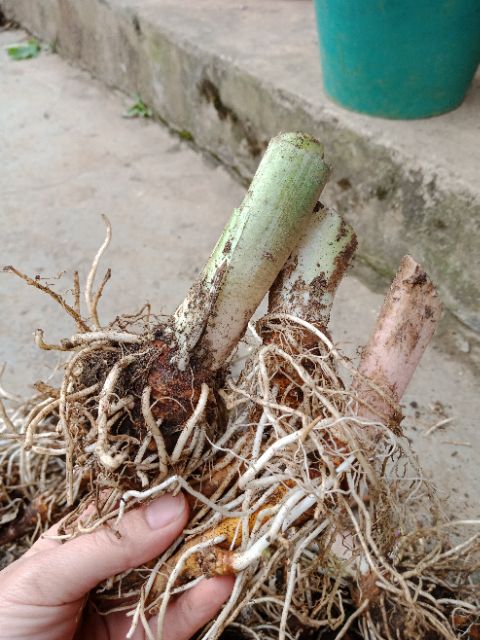 6 củ giống hoa rum trắng