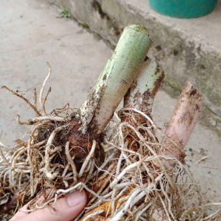 6 mầm giống hoa rum trắng