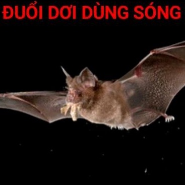 Máy Đuổi Dơi Cao Cấp Đuổi Thằn Lằn_CônTrùng Dùng Sóng Siêu Âm Hiệu Quả Cao Bảo Hành Đổi Mới 6 Tháng Nhanh