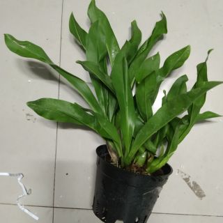 Hoàng hậu xanh trưởng thành chậu to