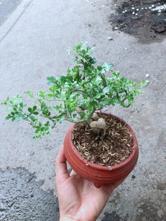 Cây Cần Thăng Kèm Chậu Sứ Trắng