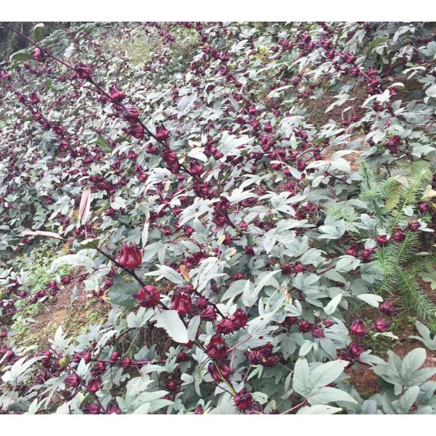 Chin Tea- GIÁ SỈ  TRÀ ATISO ĐỎ