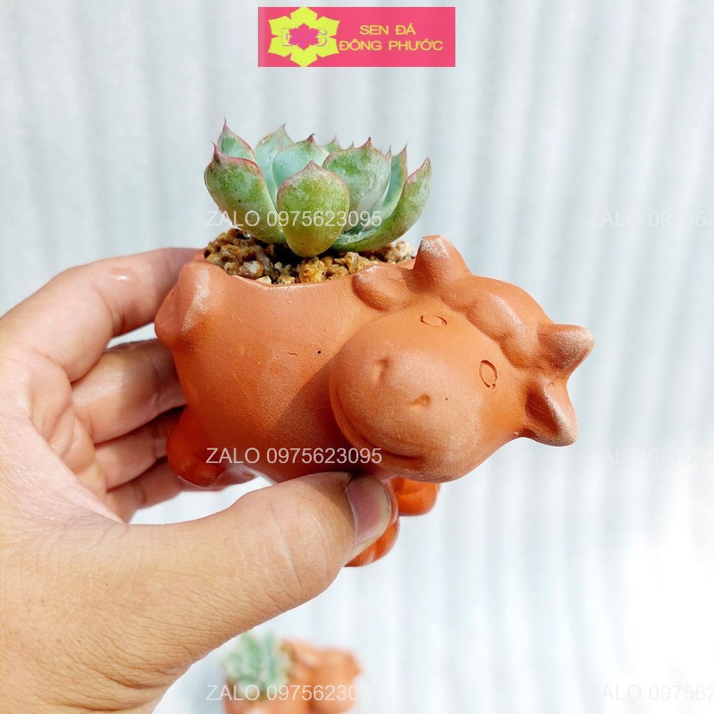 Chậu đất nung hình gấu mini - chậu trồng tiểu cảnh sen đá, xương rồng, cây phong thuỷ văn phòng đẹp