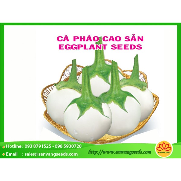 Hạt Giống Cà Pháo Trắng F1 Cao Sản 123 PhuNongSeeds - 1g