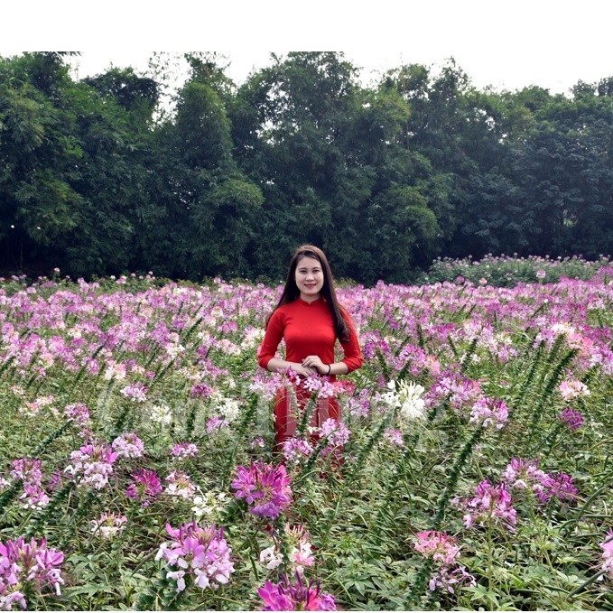 50⚡️HẠT GIỐNG HOA TÚY ĐIỆP⚡️NHIỀU MÀU SIÊU ĐẸP NÀY MẦM 100%