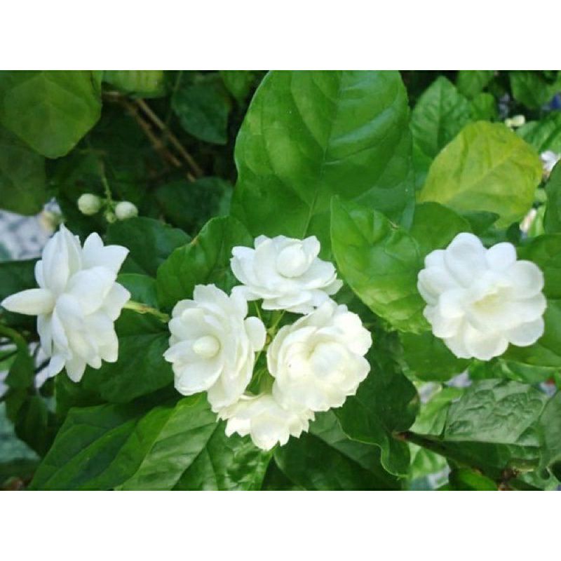 ♡♡ Cây giống hoa nhài kép  hoa thơm phức