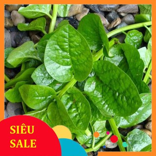 gói 10 gr  giống rau mùng tơi  TẾT KHUYẾN MẠI