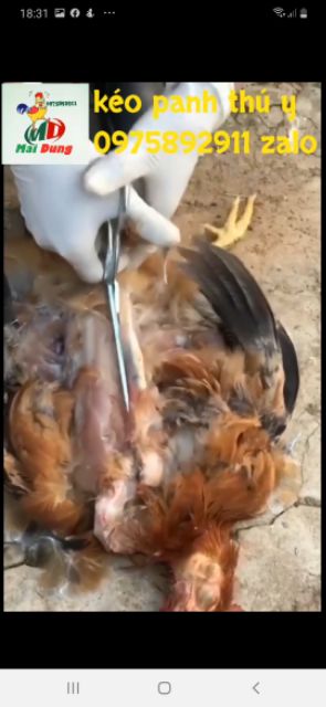 Kéo mổ khám thú y - HÀN QUỐC