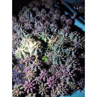 Combo 100 xương rồng gymnol 2,5-3cm