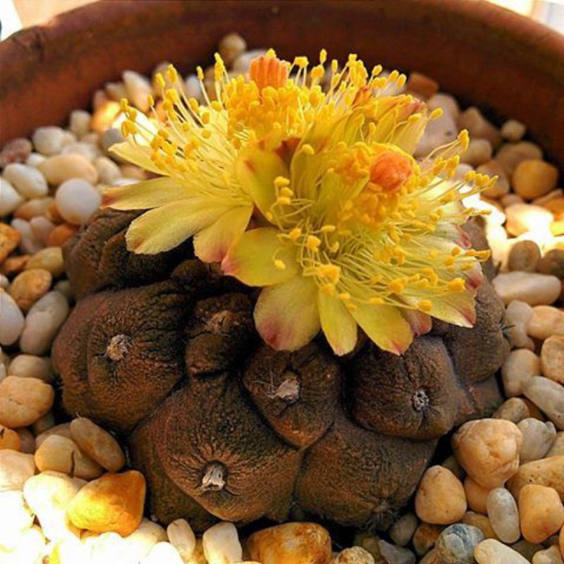 ( Sale 50%) Xương rồng Copiapoa nâu lạ -hiếm