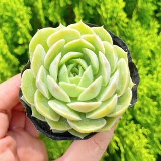 Sen đá ngọc bích 5-7cm - Vườn sen đá