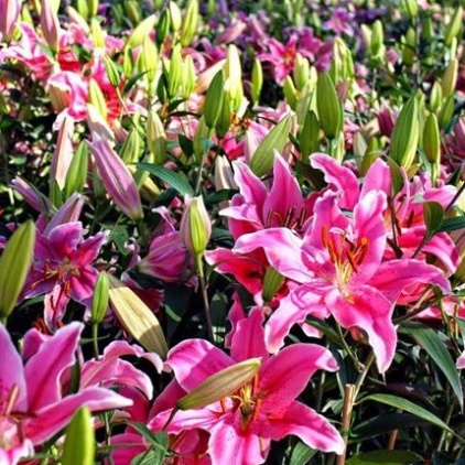 Củ ly cao Hà Lan thơm siêu hoa mix đủ màu