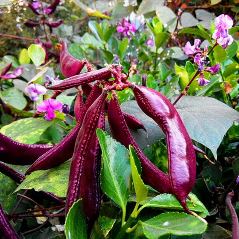 Hạt Giống Đậu Ván Tím - SL: 5 HẠT