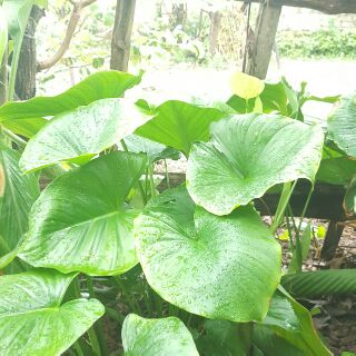 Cây Sơn thục- thiên niên kiện(5 củ tươi)