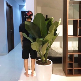 Cây Đại Phú Gia ( loại lớn )