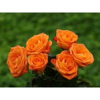 Hạt giống hoa hồng tỷ muội