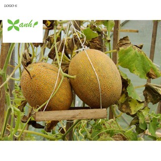 Hạt giống dưa lưới lõi vàng oval