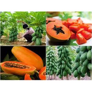 100 HẠT GIỐNG ĐU ĐỦ LÙN SIÊU TRÁI