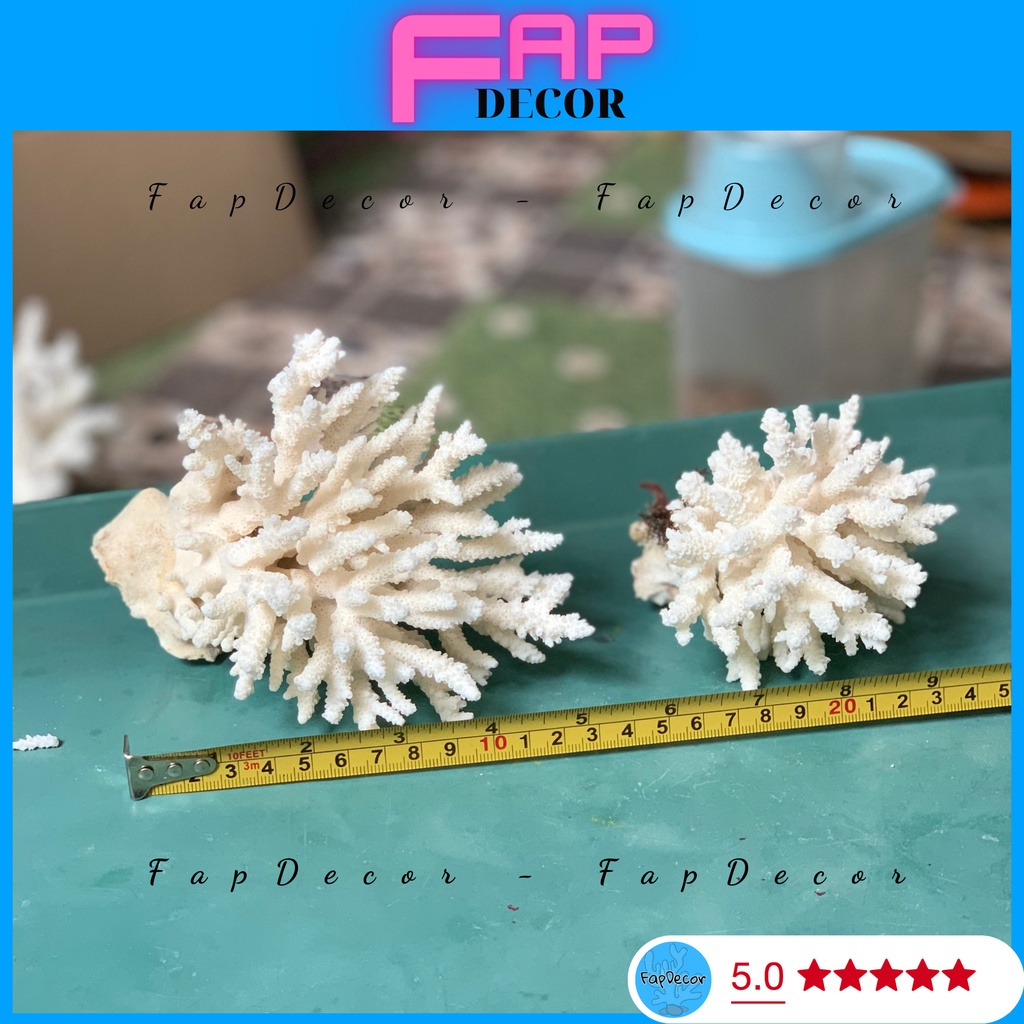 ( 15K 1 CỤC ) BÔNG RẠN BIỂN SAN HÔ PHONG THỦY SIÊU ĐẸP THỜI TRANG DECOR THỦY SINH, TRANG TRÍ NHÀ CỬA ĐẸP