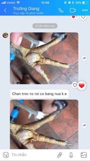 Miếng dán LẨU ĐẾ - KÉ CHẬU