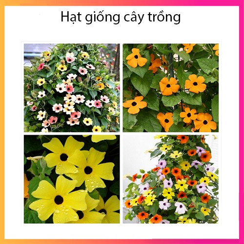 Hạt giống hoa ánh dương nhiều màu