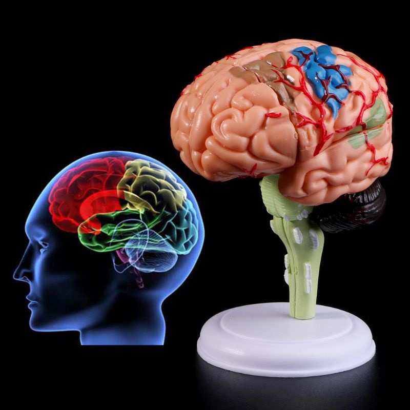Mô Hình Bộ Não Người 4D Tháo Rời Được Dùng Giảng Dạy Y Tế