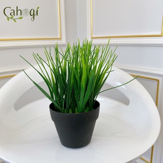 Cây Giả - Chậu Cây Lúa Non Để Bàn