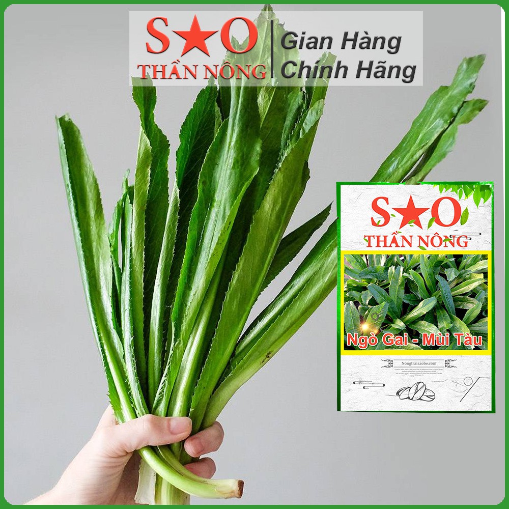 Hạt giống Ngò Gai - Mùi tàu Sao Thần Nông thời vụ quanh năm